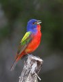 _2SB3167 painted bunting